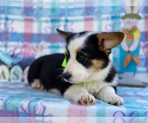 Pembroke Welsh Corgi Puppy for sale in LANCASTER, PA, USA