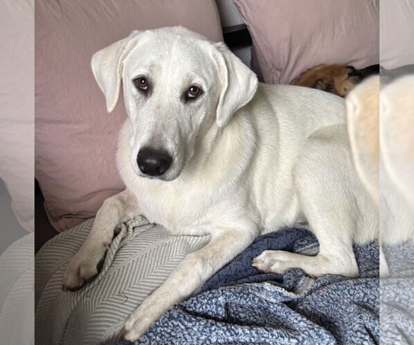 Medium Photo #2 Great Pyrenees-Unknown Mix Puppy For Sale in Dallas, TX, USA