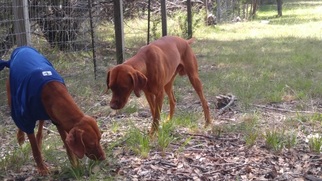 Father of the Vizsla puppies born on 09/01/2016