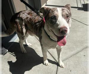 Australian Shepherd-Unknown Mix Dogs for adoption in Martinez, CA, USA