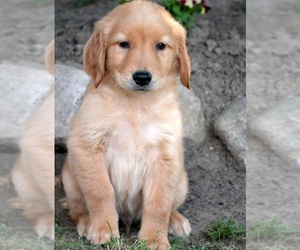Golden Retriever Dogs for adoption in PHILADELPHIA, PA, USA