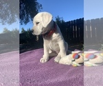 Small Photo #6 Labrador Retriever Puppy For Sale in LIVE OAK, CA, USA
