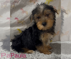 Yorkshire Terrier Puppy for sale in AZLE, TX, USA