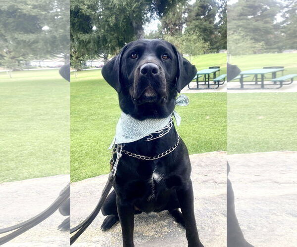 Medium Photo #3 Labrador Retriever Puppy For Sale in San Diego, CA, USA