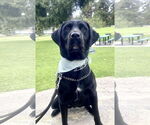Small #2 Labrador Retriever