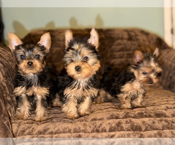Medium Photo #6 Yorkshire Terrier Puppy For Sale in DETROIT, MI, USA