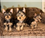 Small #5 Yorkshire Terrier