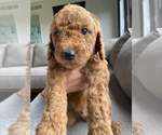 Small Photo #1 Aussiedoodle Puppy For Sale in BERRIEN SPGS, MI, USA