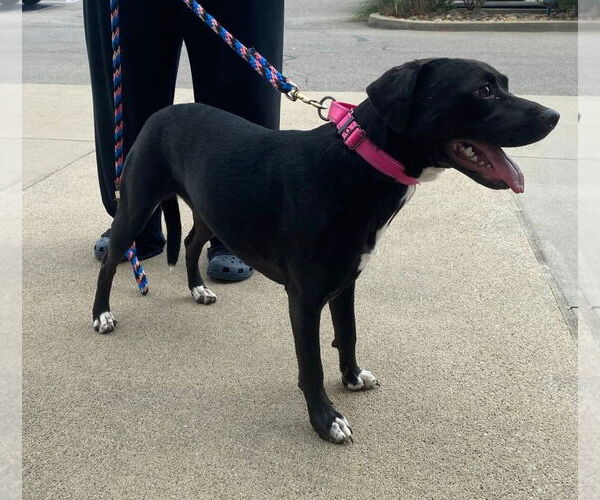 Medium Photo #7 Beagle-Border Collie Mix Puppy For Sale in White Bluff, TN, USA