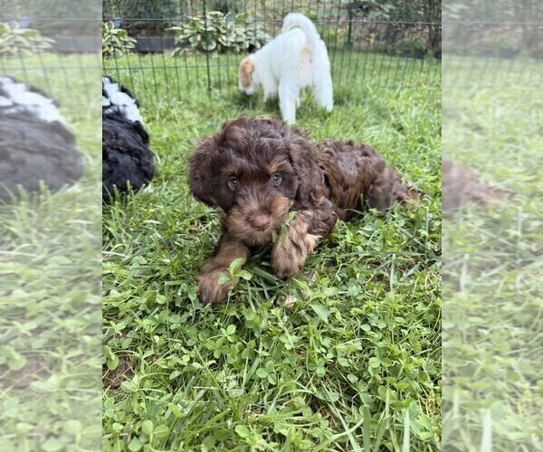 Medium Photo #6 Aussiedoodle Puppy For Sale in ASHEVILLE, NC, USA