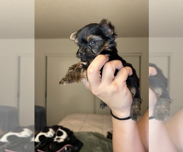 Medium Photo #3 Yorkshire Terrier Puppy For Sale in SAN BERNARDINO, CA, USA