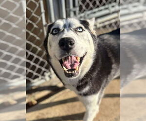 Siberian Husky Dogs for adoption in Matawan, NJ, USA