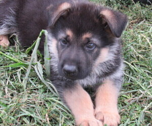 German Shepherd Dog Puppy for sale in COLUMBUS, NE, USA