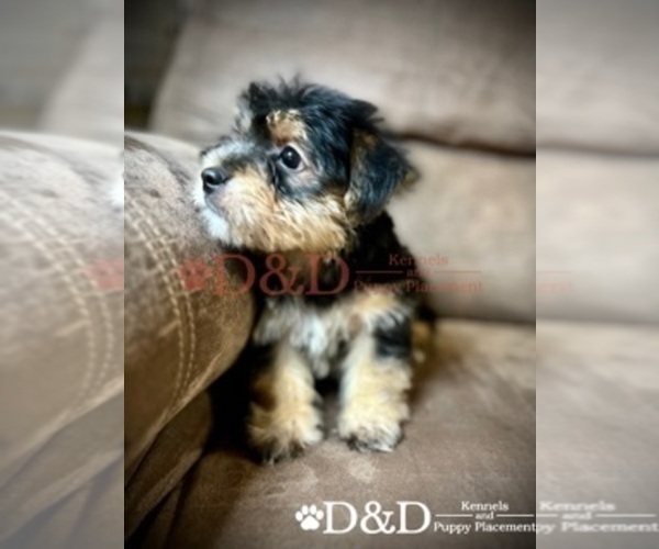 Medium Photo #6 Shorkie Tzu Puppy For Sale in RIPLEY, MS, USA