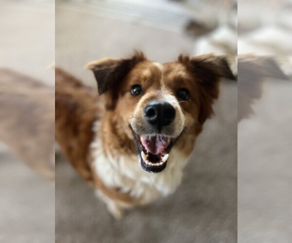 Medium Photo #2 Border Collie-Unknown Mix Puppy For Sale in Sandy, UT, USA
