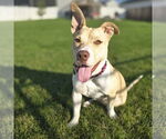 Small #34 American Pit Bull Terrier Mix