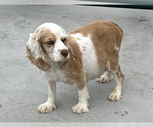Mother of the Cocker Spaniel puppies born on 06/22/2025