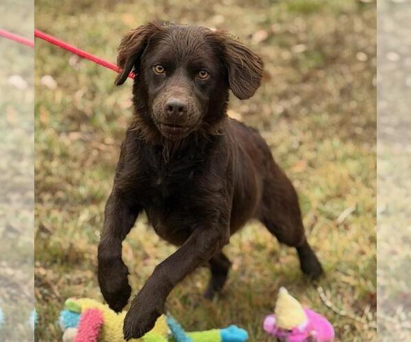 Medium Photo #4 Boykin Spaniel-Unknown Mix Puppy For Sale in Yardley, PA, USA