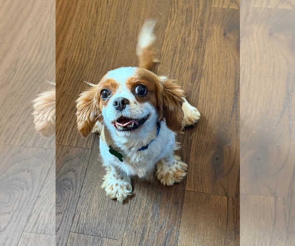 Medium Photo #1 Cavalier King Charles Spaniel Puppy For Sale in Sioux Falls, SD, USA