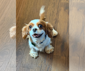 Cavalier King Charles Spaniel Dogs for adoption in Sioux Falls, SD, USA
