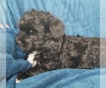 Small Photo #37 Morkie Puppy For Sale in HOLLAND, MI, USA