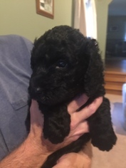 Poodle (Standard) Puppy for sale in ANNANDALE, NJ, USA