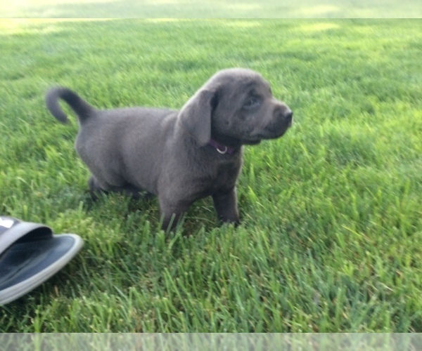 Medium Photo #1 Labrador Retriever Puppy For Sale in MIDDLEBURY, IN, USA
