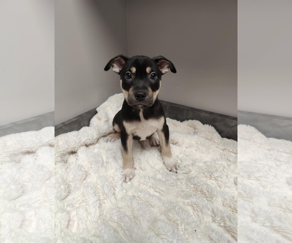 Medium Photo #1 American Pit Bull Terrier-Labrador Retriever Mix Puppy For Sale in St. Louis Park, MN, USA