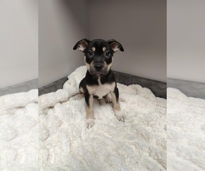 American Pit Bull Terrier-Labrador Retriever Mix Dogs for adoption in St. Louis Park, MN, USA