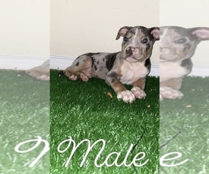 American Bully Puppy for sale in North York, Ontario, Canada