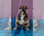 Small #5 Bulldog