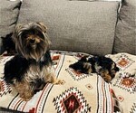 Small Photo #8 Yorkshire Terrier Puppy For Sale in PLANO, TX, USA