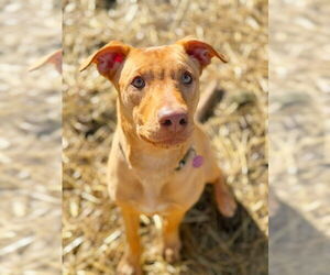 Labrador Retriever-Unknown Mix Dogs for adoption in Genesee, WI, USA