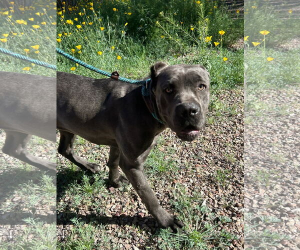 Medium Photo #5 Mutt Puppy For Sale in Goodyear, AZ, USA