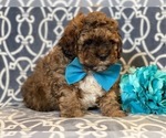 Small Photo #6 Havashu-Poodle (Miniature) Mix Puppy For Sale in LAKELAND, FL, USA