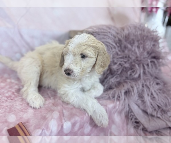 Medium Photo #11 Aussie-Poo-Goldendoodle Mix Puppy For Sale in COMMERCE, MI, USA