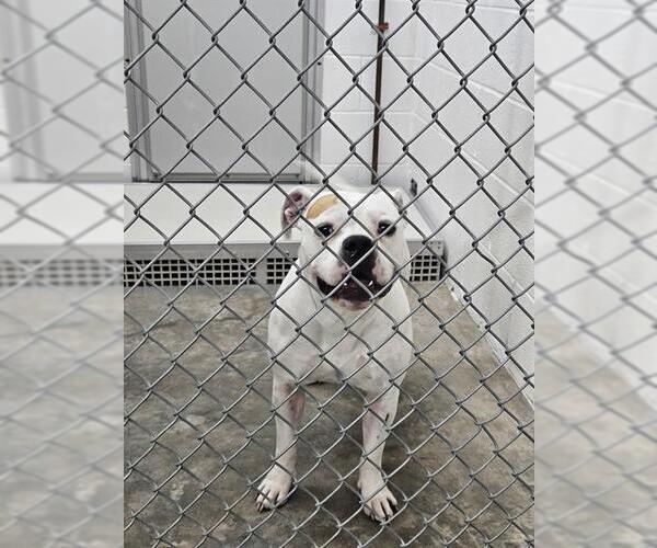 Medium Photo #1 American Pit Bull Terrier-Unknown Mix Puppy For Sale in Temple, TX, USA