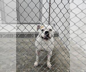 American Pit Bull Terrier-Unknown Mix Dogs for adoption in Temple, TX, USA