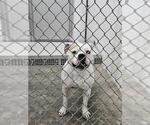 Small American Pit Bull Terrier Mix