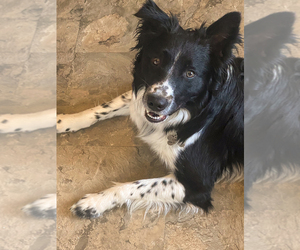 Father of the Border Collie-Goldendoodle Mix puppies born on 07/13/2025