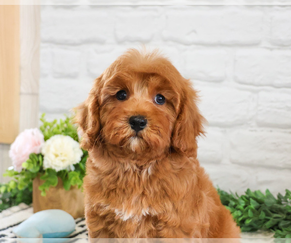 Medium Photo #9 Cavapoo (Miniature) Puppy For Sale in SYRACUSE, IN, USA