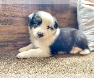 Australian Shepherd Puppy for sale in DRUMMONDS, TN, USA