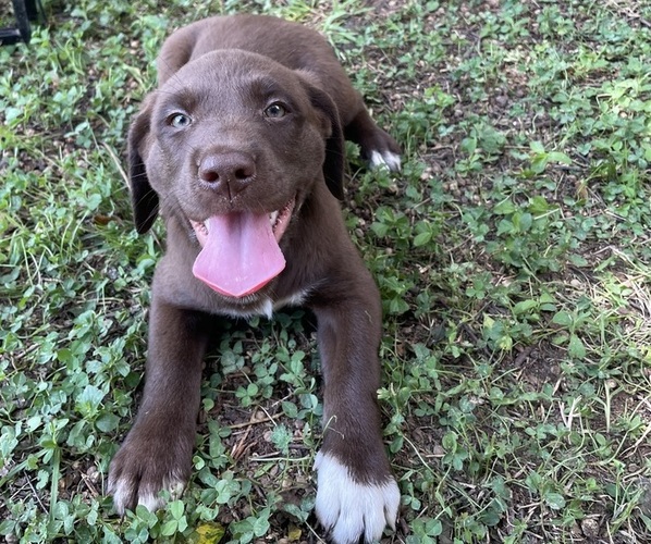Medium Photo #1 Lab-Pointer Puppy For Sale in PELZER, SC, USA