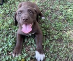 Puppy Camo collor Lab-Pointer