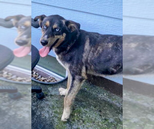 Medium Photo #2 Siberian Husky-Unknown Mix Puppy For Sale in Cottage Grove, MN, USA