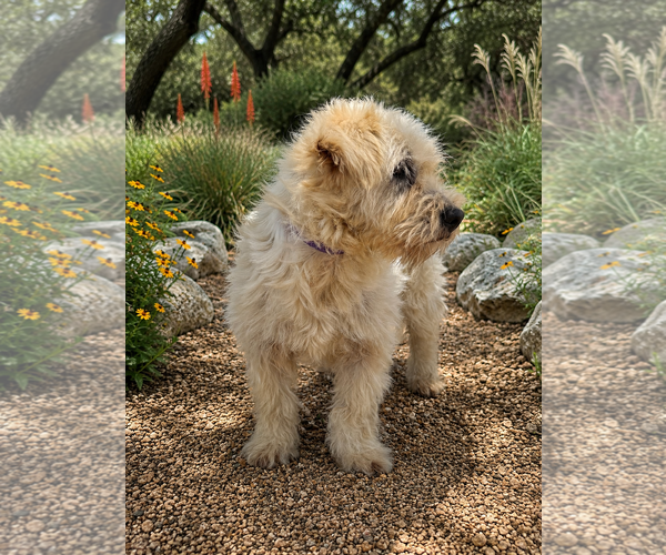 Medium Photo #4 Mutt Puppy For Sale in PIPE CREEK, TX, USA