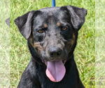 Small #2 Rottweiler Mix