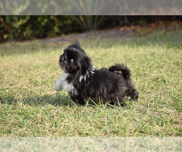 Medium Photo #2 Shih Tzu Puppy For Sale in PALM COAST, FL, USA