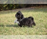 Small #1 Shih Tzu