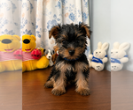 Small #8 Yorkshire Terrier